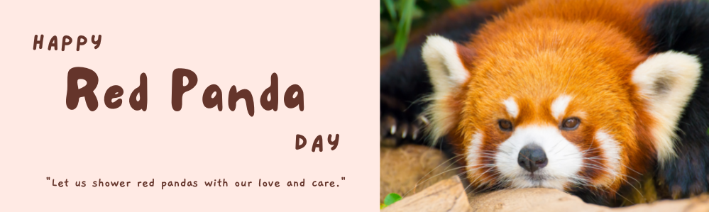 Happy Red Panda Day!